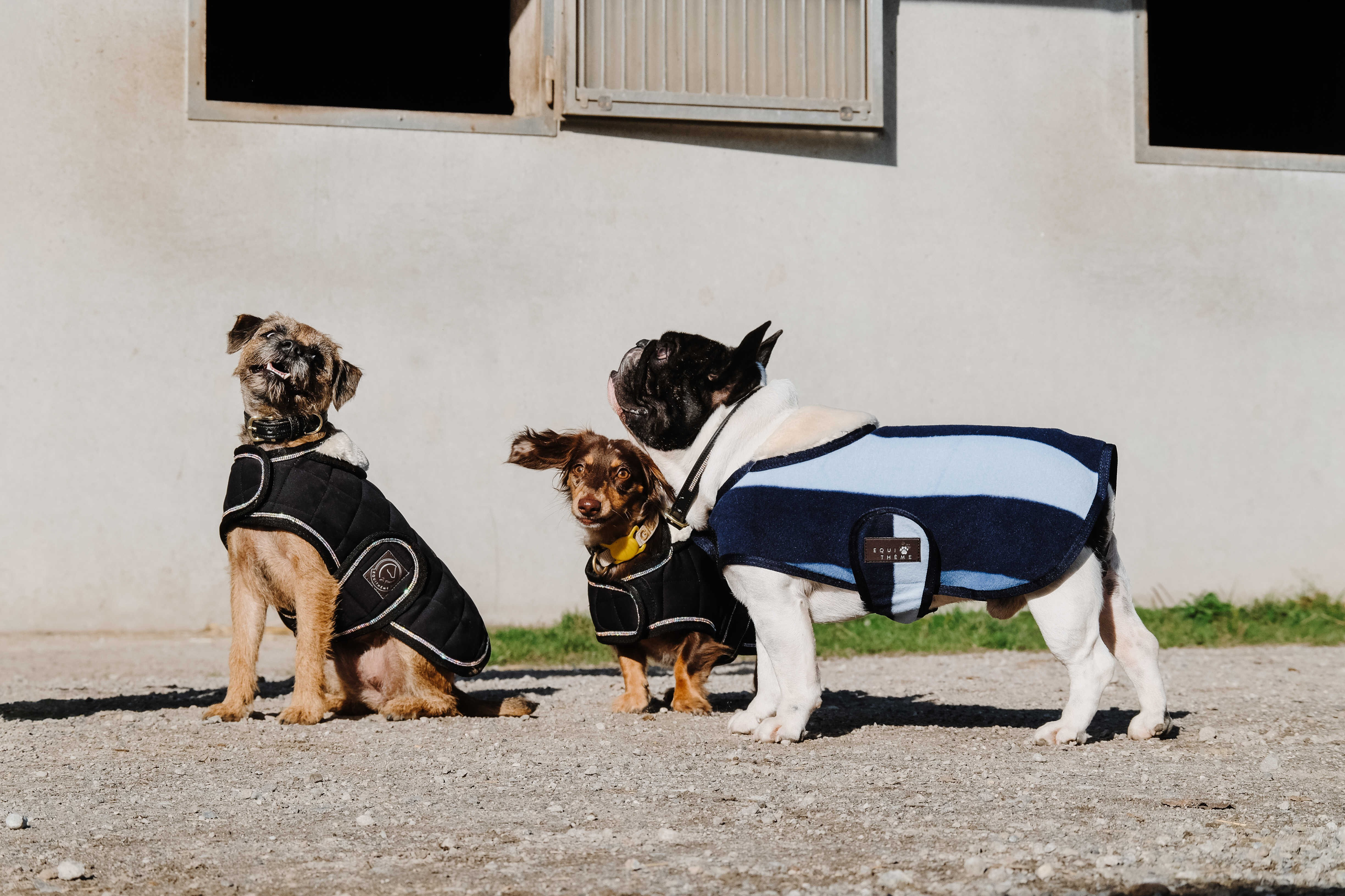 Hundedecke Equithème New Market Marine Marineblau