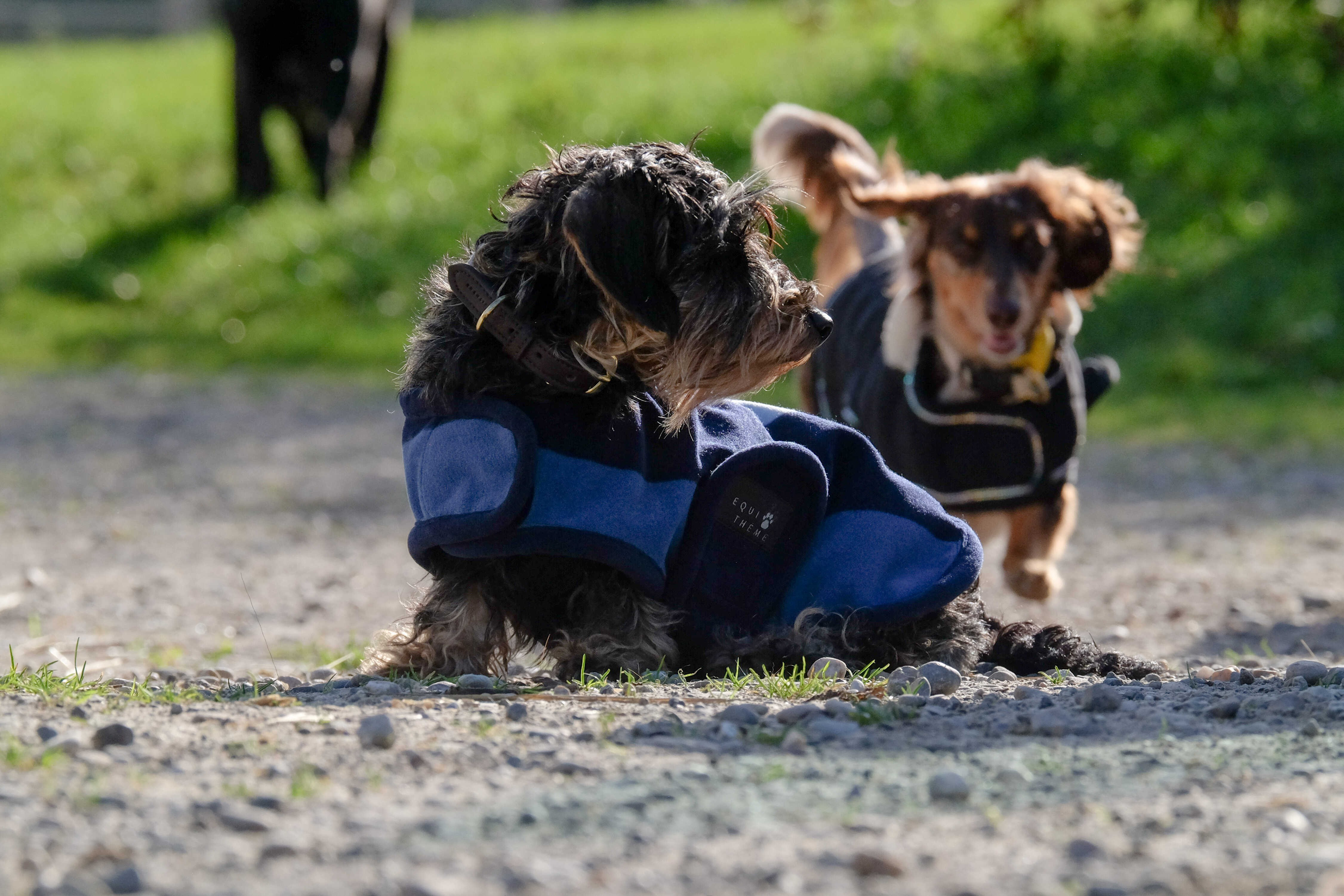 Hundedecke Equithème New Market Marine Marineblau