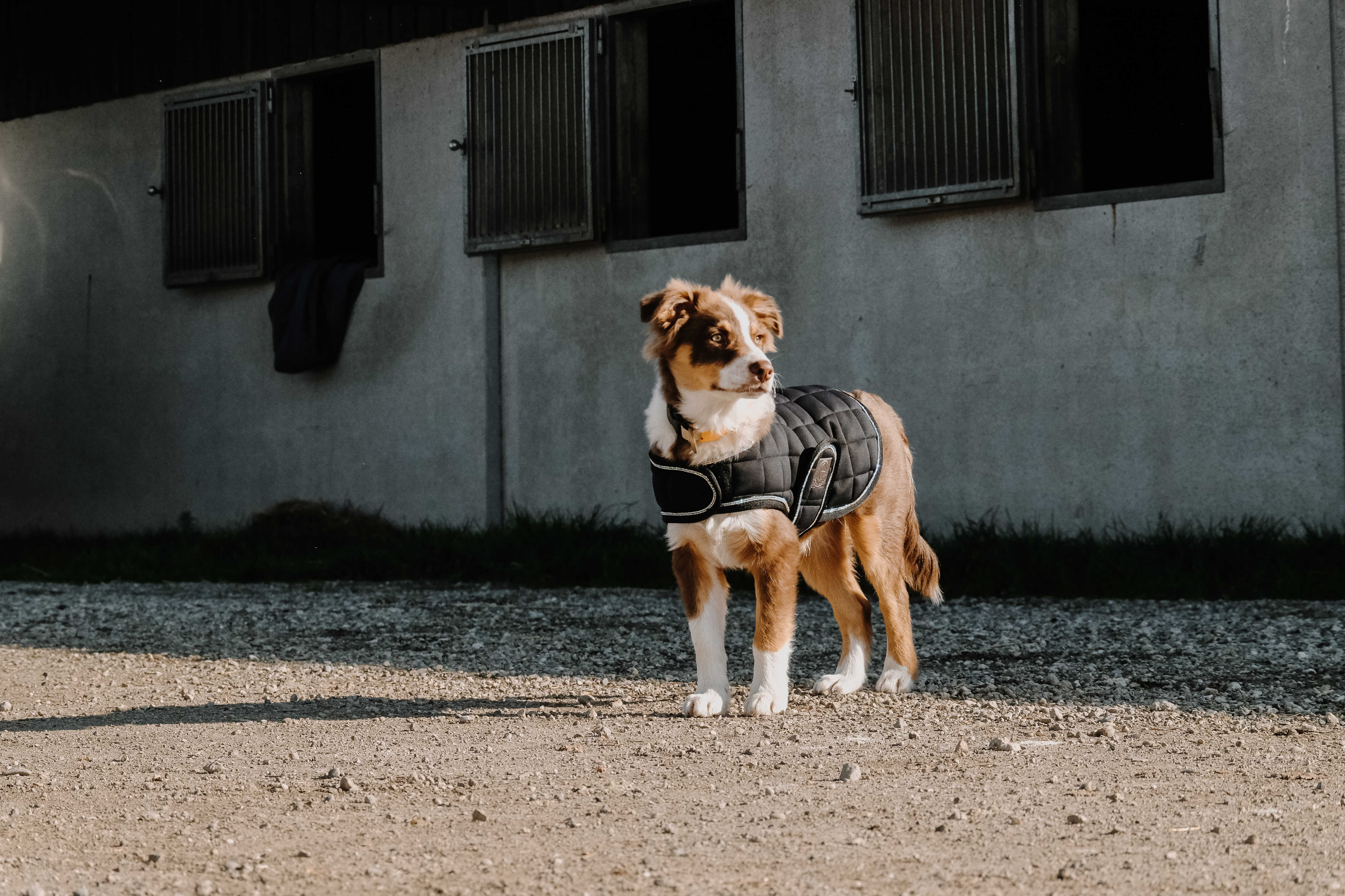 Hundedecke Ich liebe dich Equithème Schwarz