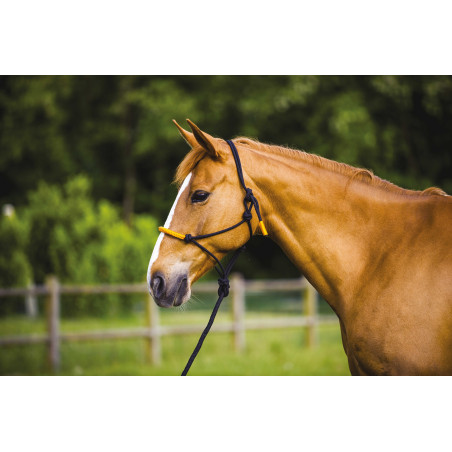 ETHOLOGISCHES HALFTER + FARBIGE STRICKLEINE