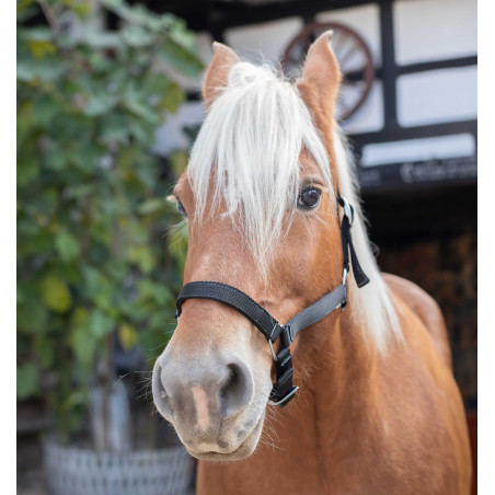 Halfter Norton Kaltblut