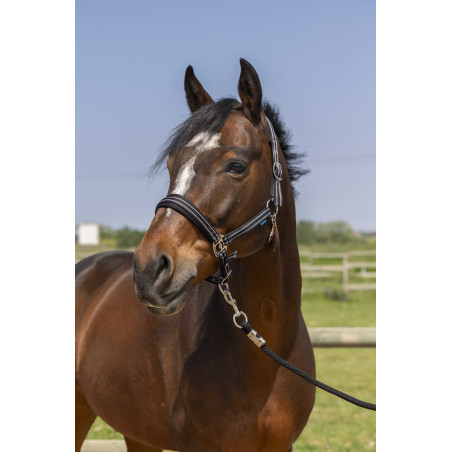 Halfter Norton 4lines