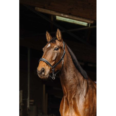 Lederhalfter Norton Rock