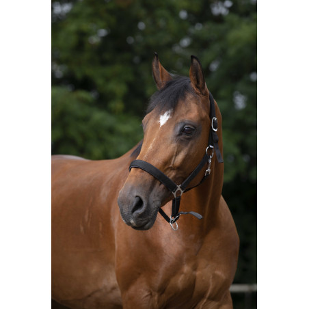 Norton Halfter aus Nylon mit Neopren unterlegt