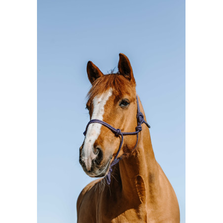 Knotenhalfter Norton Glim