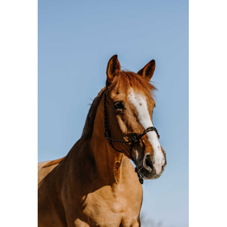 Ethologisches Knotenhalfter Westride Western