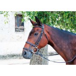 Französisch kombiniert mit deutschem Reithalfter T de T