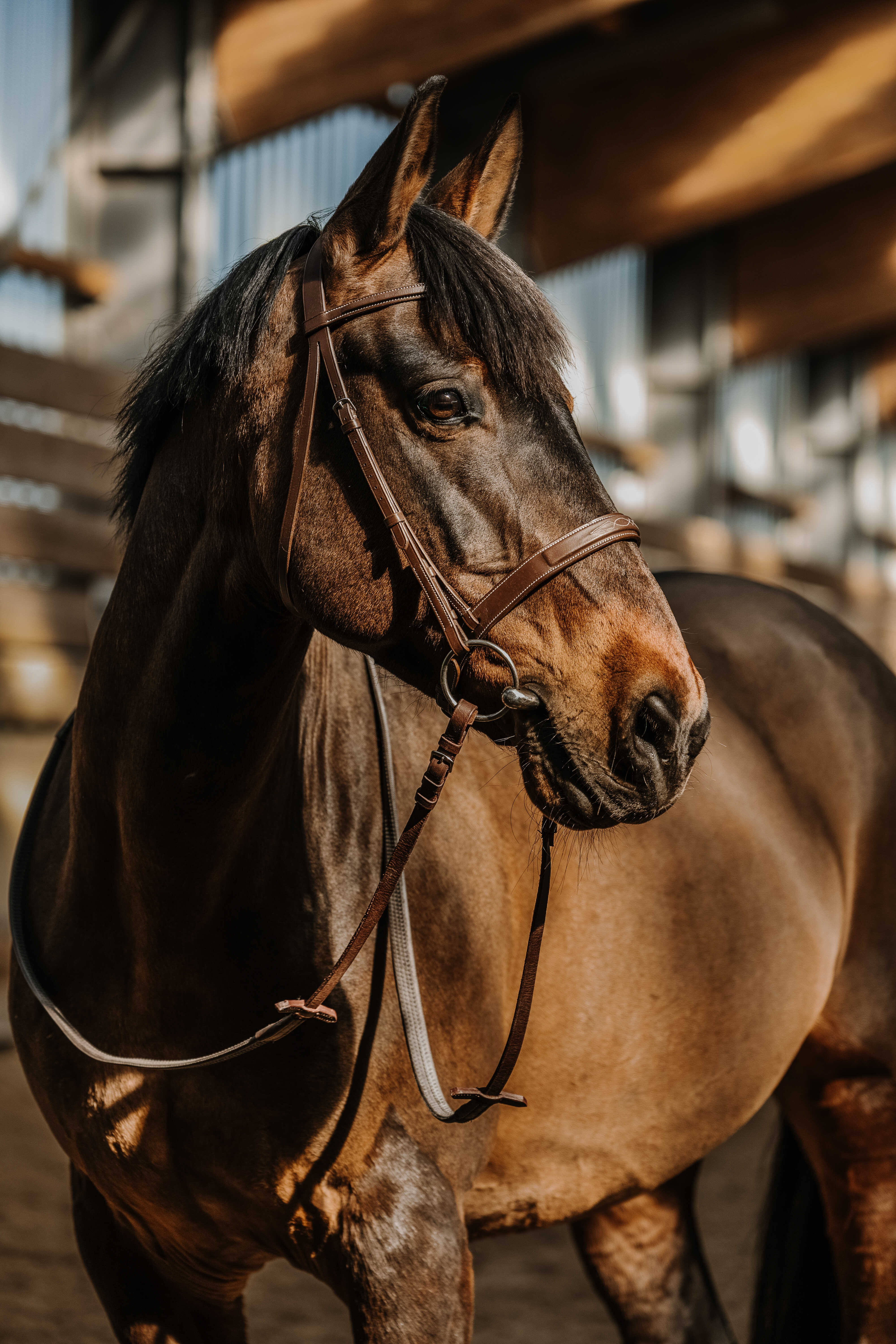 Trense Norton Hunter Braun Trense Norton Hunter Braun