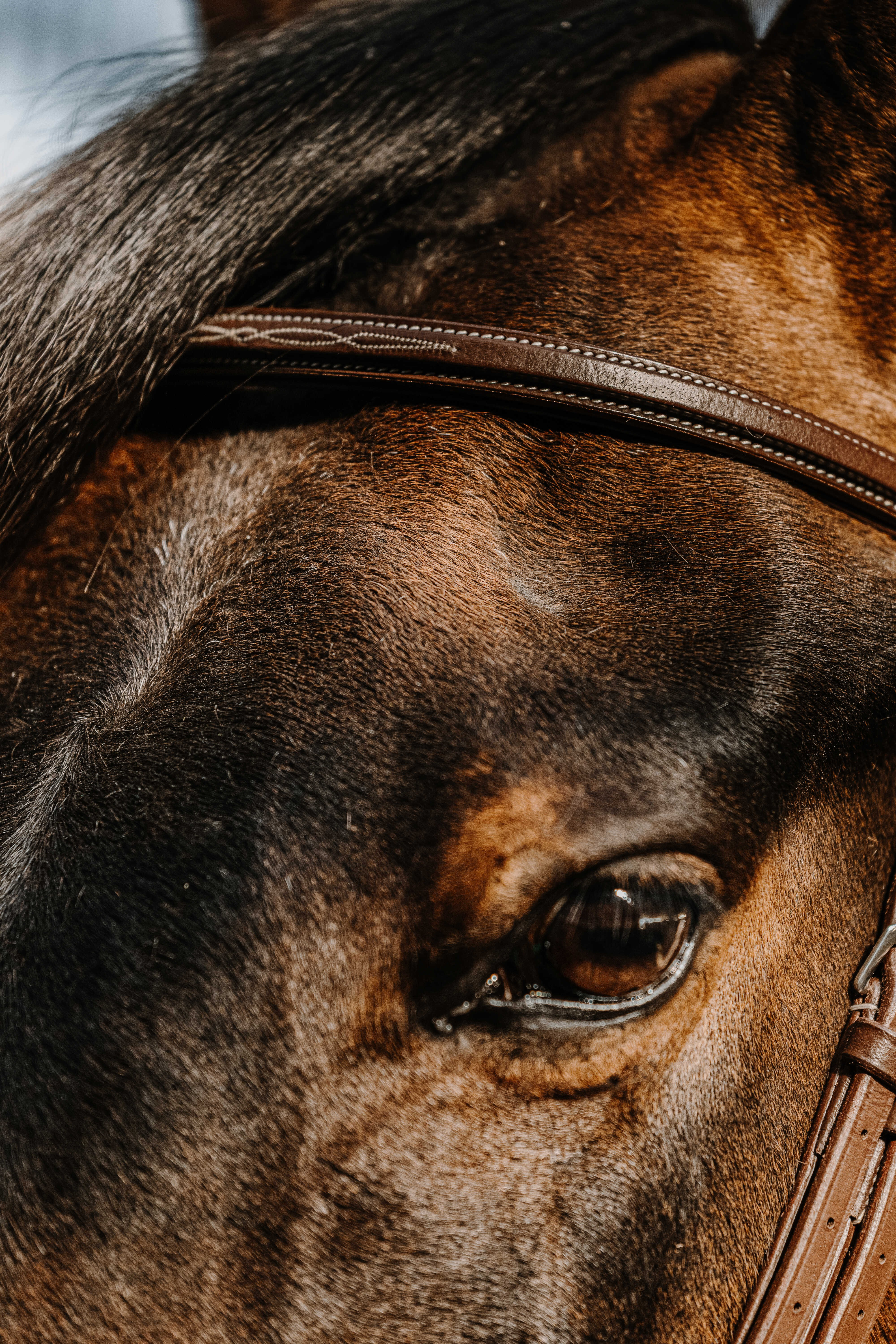 Trense Norton Hunter Braun Trense Norton Hunter Braun