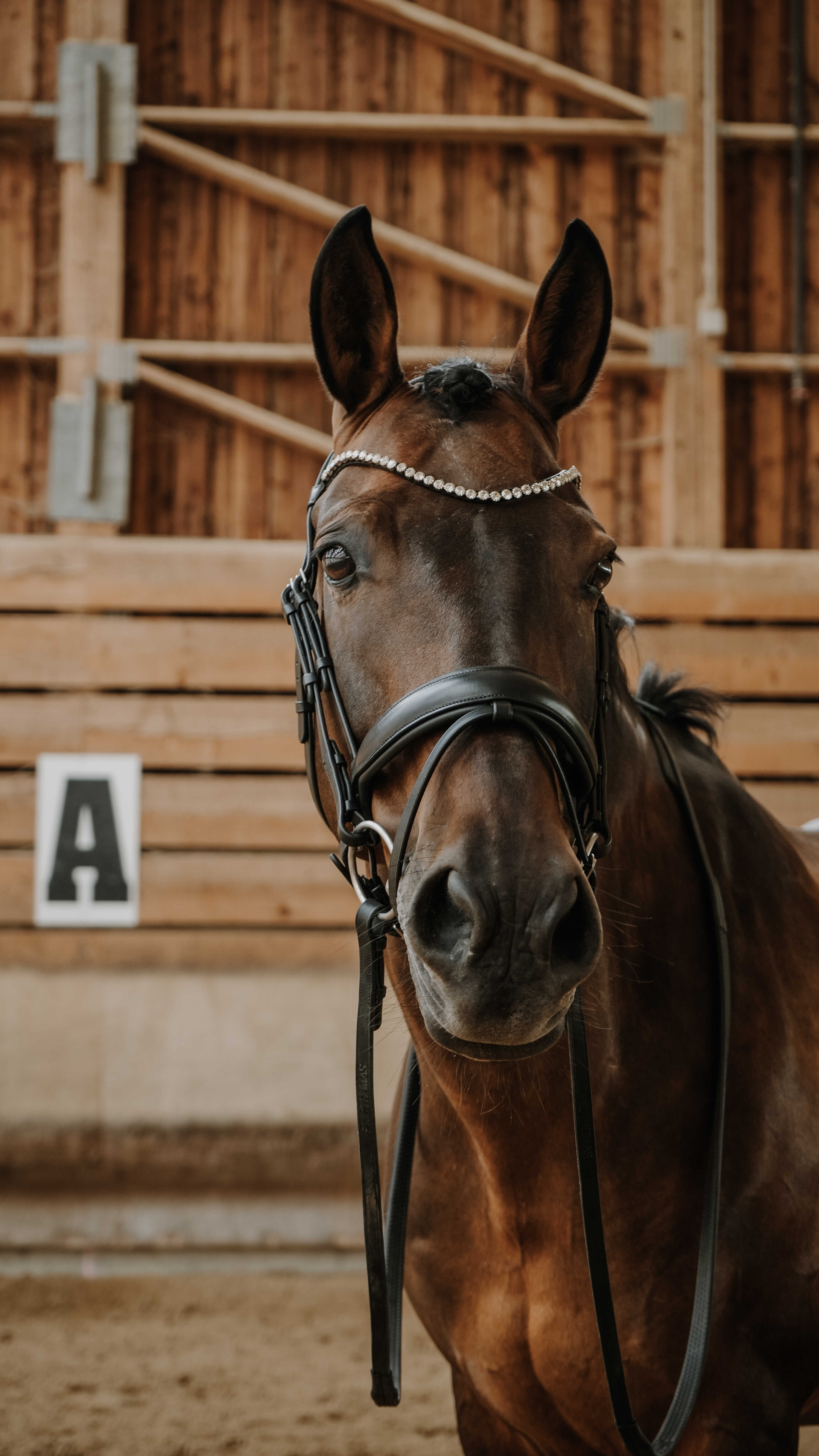 Trense Norton Diams Schwarz Trense Norton Diams Schwarz