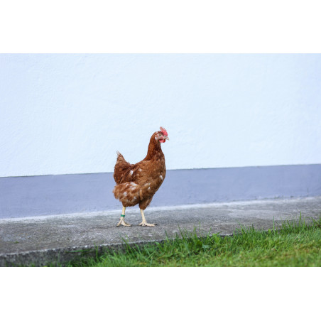 Spiralförmige Kennzeichnungsringe für Hühner Kerbl Hobbyfarming