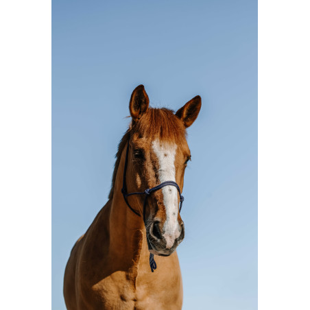 Ethologisches Knotenhalfter Norton Nylon