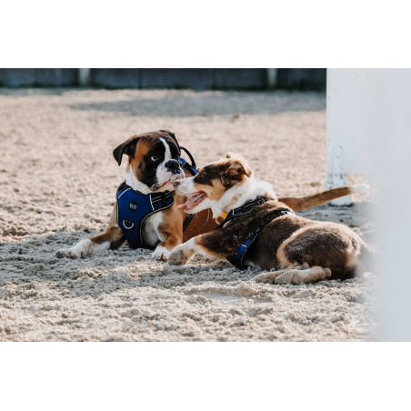 Hundegeschirr RIDING WORLD – Simba