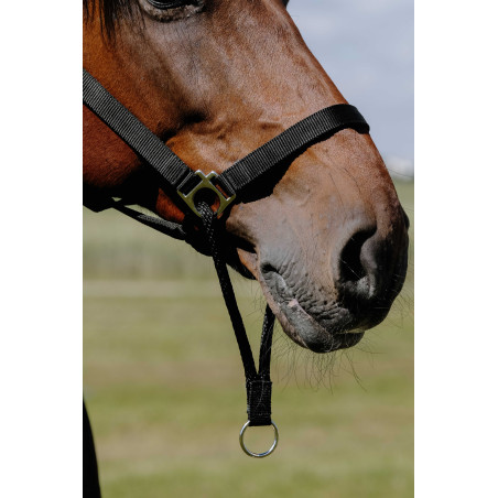 Erzieherisches Norton-Halfter