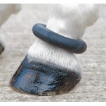 Fesselring Shires