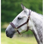 Lederhalfter Blenheim Shires