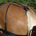 Croupière Geschirr Chetak