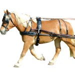 EURO Chetak Geschirr