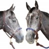 Canter Strickhalfter - Schwarz / schwarz
