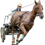 Anatomisches MARATHON-Geschirr Eric Le Tixerant