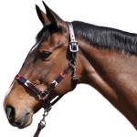 Halfter Flags & Cup Chukka