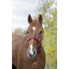 Nylonhalfter mit Leder unterlegt Norton - Himbeere / Schwarz