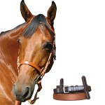 Trainingszaum Canter