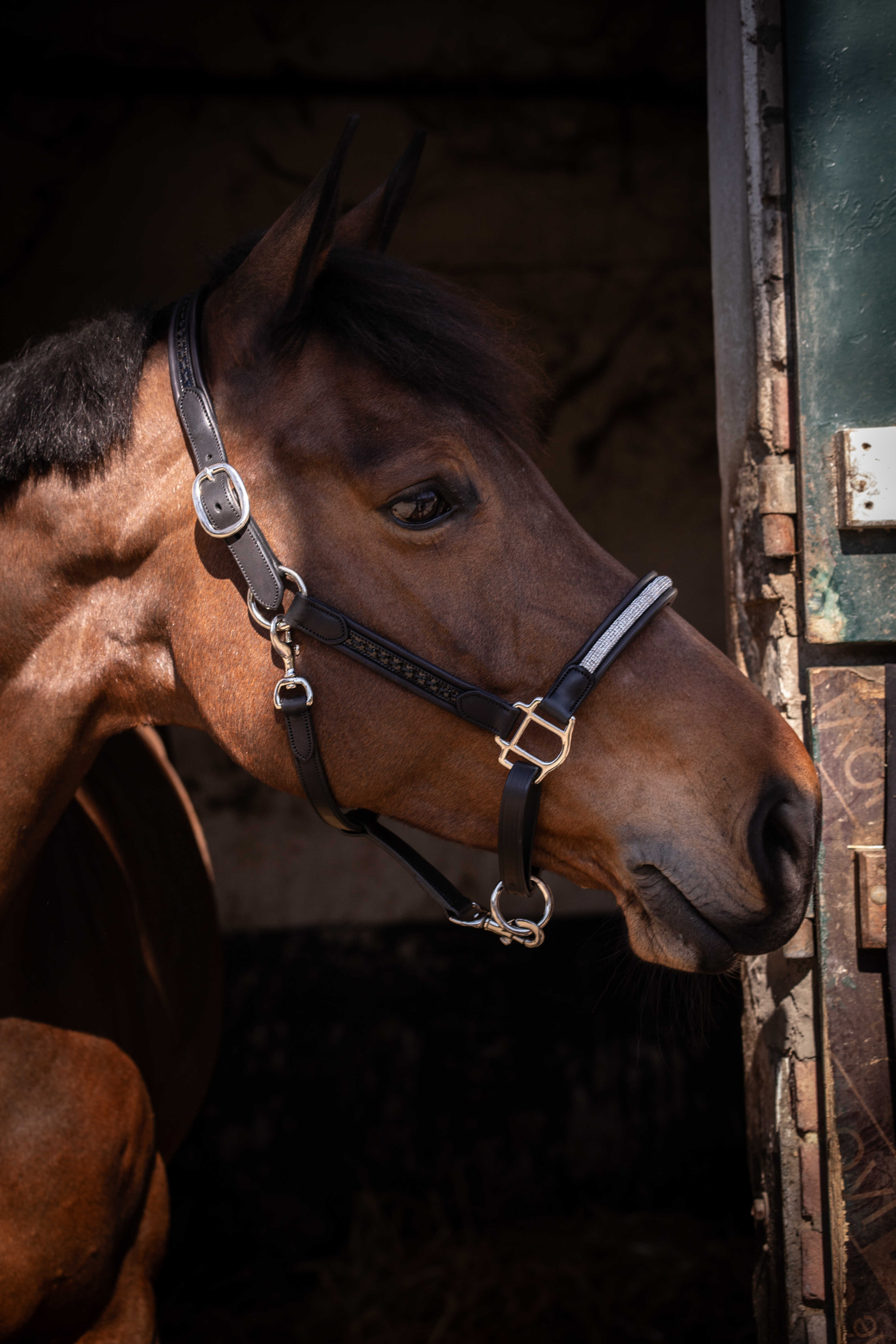 Halfter Pénélope Harmonie Braun
