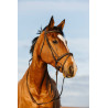 Bridon Riding World kombiniertes Reithalfter doppelt - Schwarz