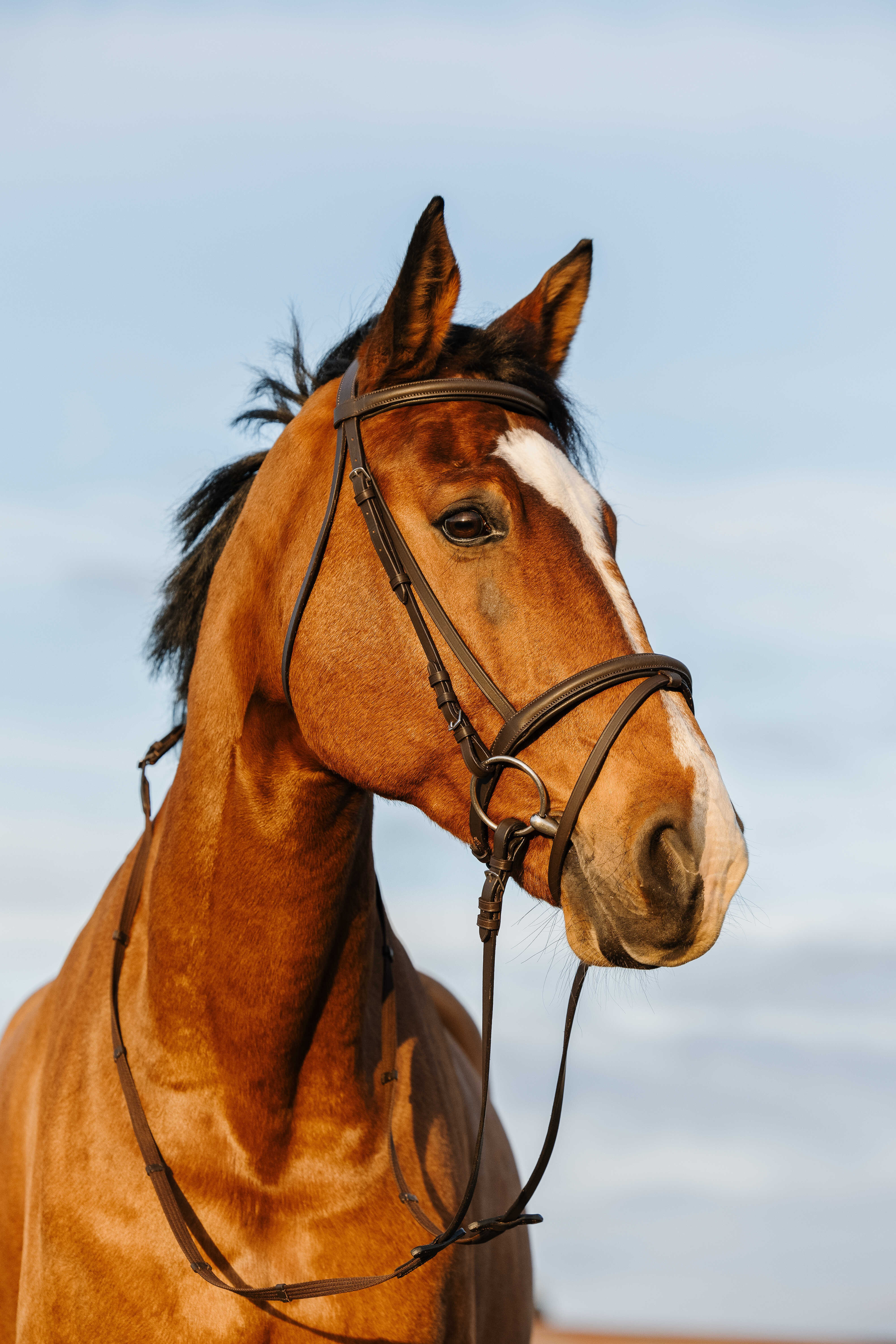 Bridon Riding World kombiniertes Reithalfter doppelt Havanna Braun