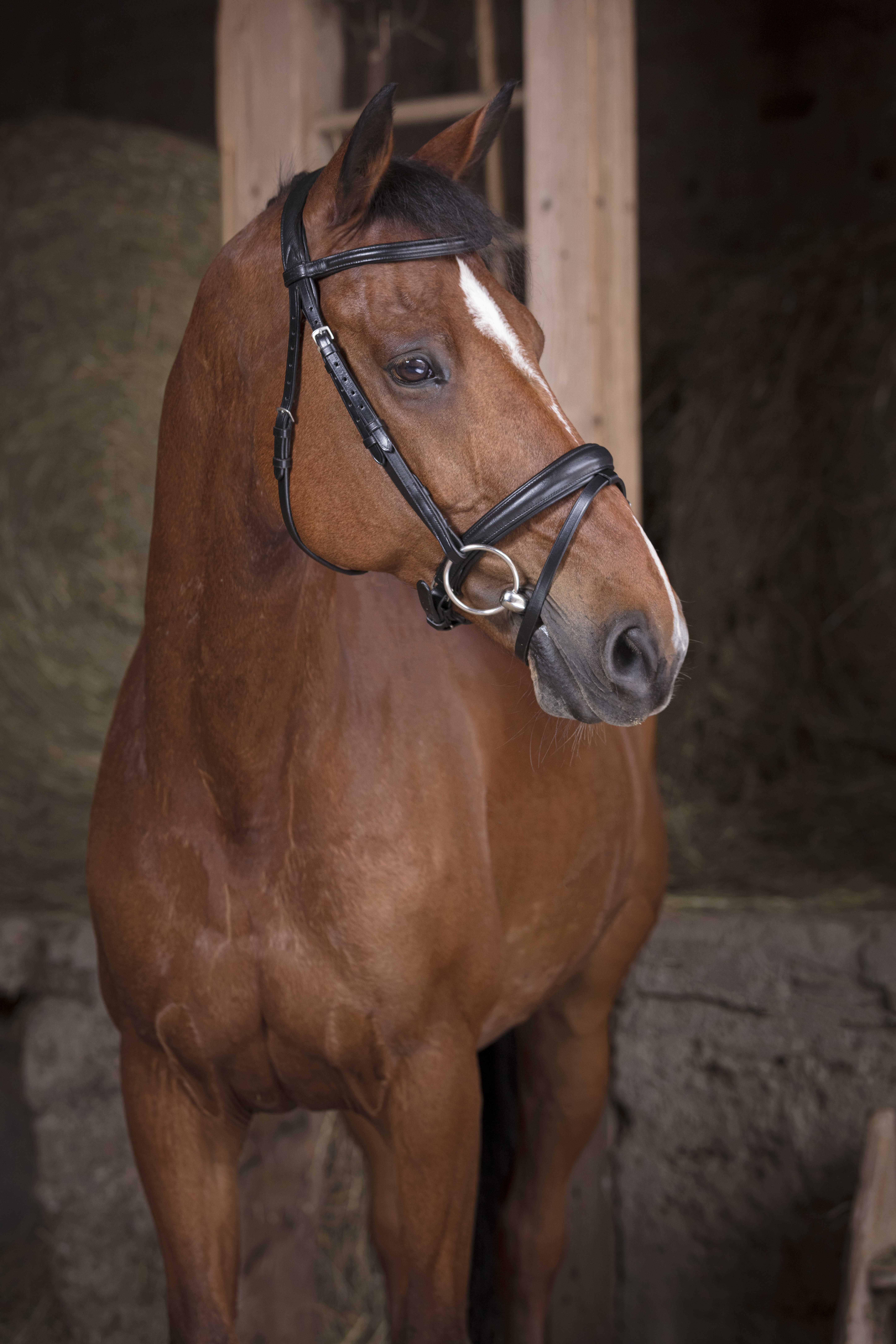 Bridon Norton Pro Soft Schwarz Bridon Norton Pro Soft Schwarz