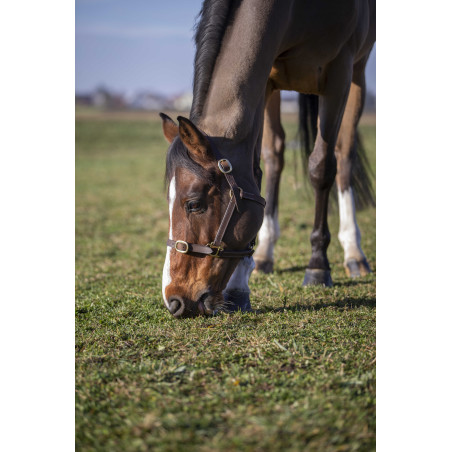 Norton Club Lederhalfter