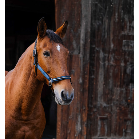 Nylonhalfter Equithème Domino