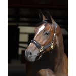 Halfter Werano Back On Track