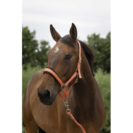 Halfter + Führstrick Norton Large