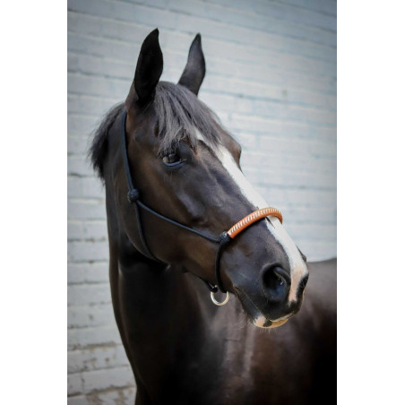 Amerikanisches Ethologisches Halfter Pénélope