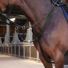 Elastische Martingalgabel Elite Shires Velociti Lusso - Schwarz