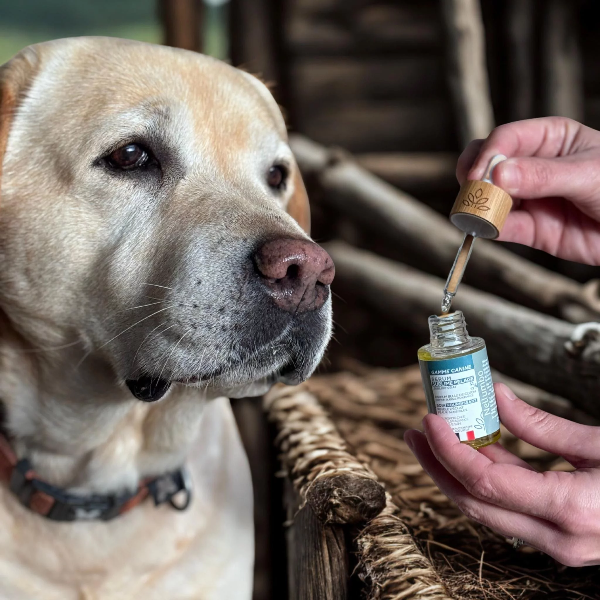 Sublimes Fellserum Bulle de Coton Nellumbo für Hunde und Katzen