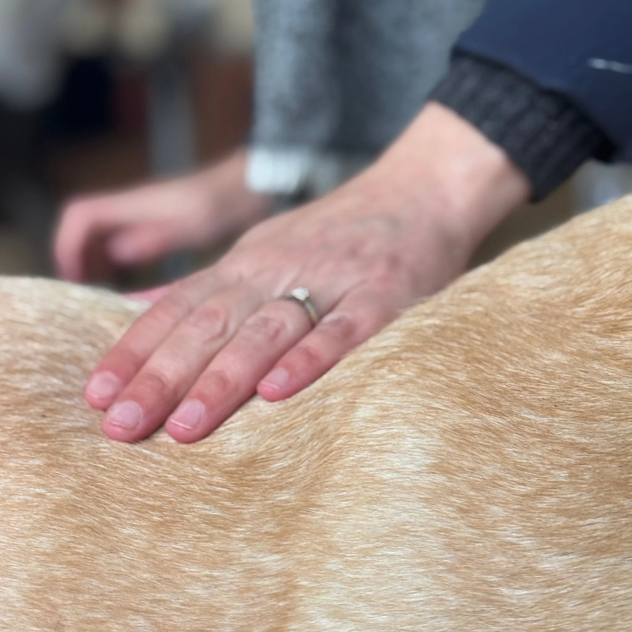 Sublimes Fellserum Bulle de Coton Nellumbo für Hunde und Katzen