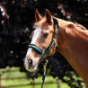 Shires Arma Halfter und Führstrick mit Logo - Grün