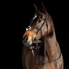 Trense mit kombiniertem Reithalfter Prescott Horze - Schwarz