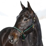 HALFTER YANKEE NYLON 20 MM