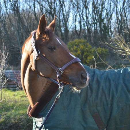 Lederhalfter Flags & Cup PARIS
