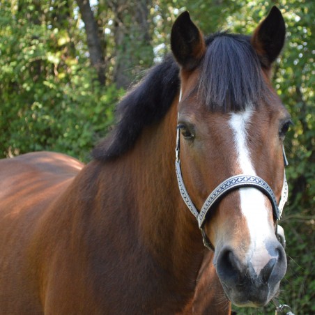 Set aus Halfter und Longe Colca Flaggen & Becher