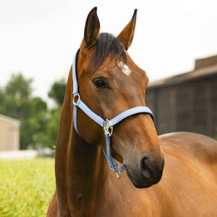 Halfter Equithème Air Halfter Equithème Air