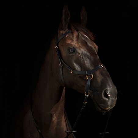 Kombiniertes Reithalfter Orlando Horze bitless aus Leder