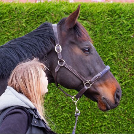 Canter Strickhalfter