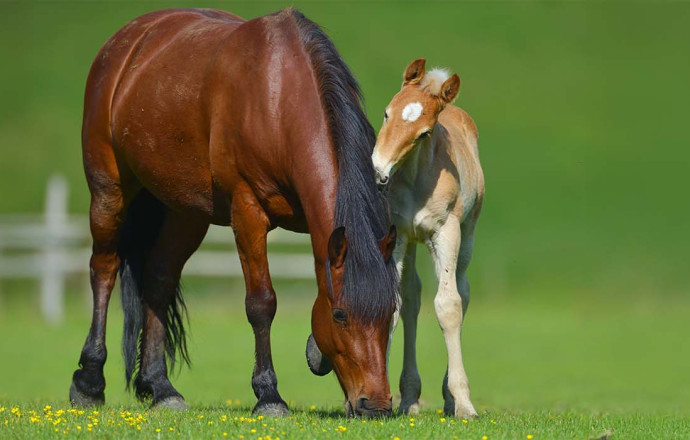 Accueillir un poulain : les essentiels après la naissance