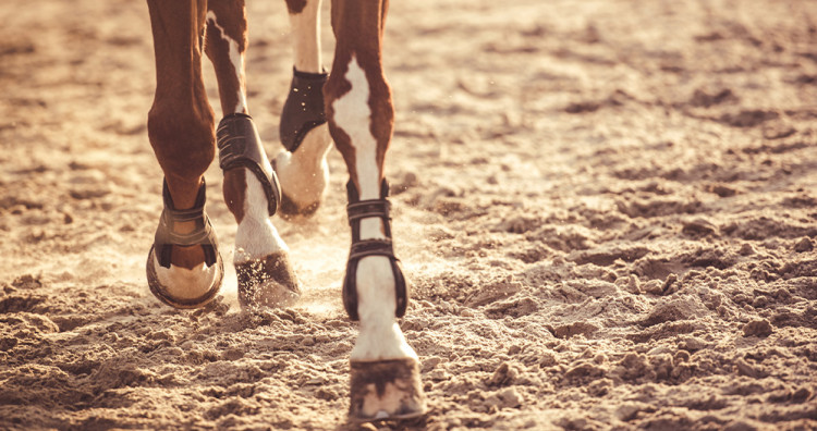 Engorgement du cheval - prévention et soins