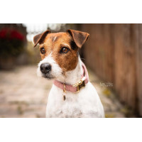 Hondenhalsband Velvet Kentucky Altrosa
